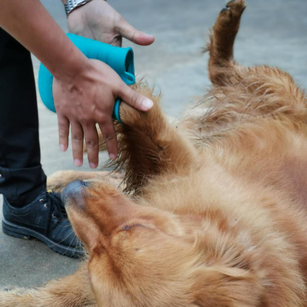 Portable Dog Paw Cleaner Cup – Gentle Silicone Brush for Shiba Inu & Small Breeds
